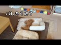 寝ている隙に勝手口から庭へ脱出したママ、愛犬たちは気付くのか?