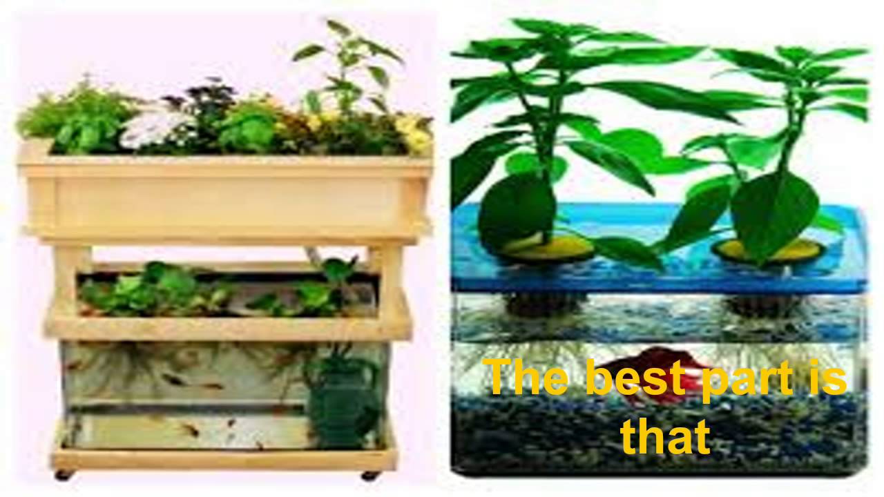 Indoor Aquaponics Systems Diy Guide for Beginners - YouTube
