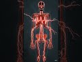 What happens inside your body when you hold your breath #skeleton #humananatomy #fyp #viral