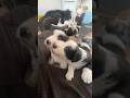 Border collie puppies just messing around