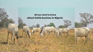 How to start a cattle farming business in 2024?