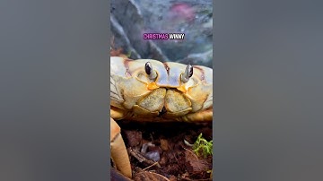 A quick update #winnythecrab #moltwatch