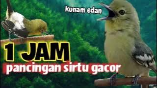 satu jam pancingan suara sirtu/cipoh betina dan jantan saling bersahutan di alam liar