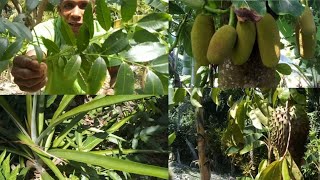 showing you some of the fruits tree on the farm