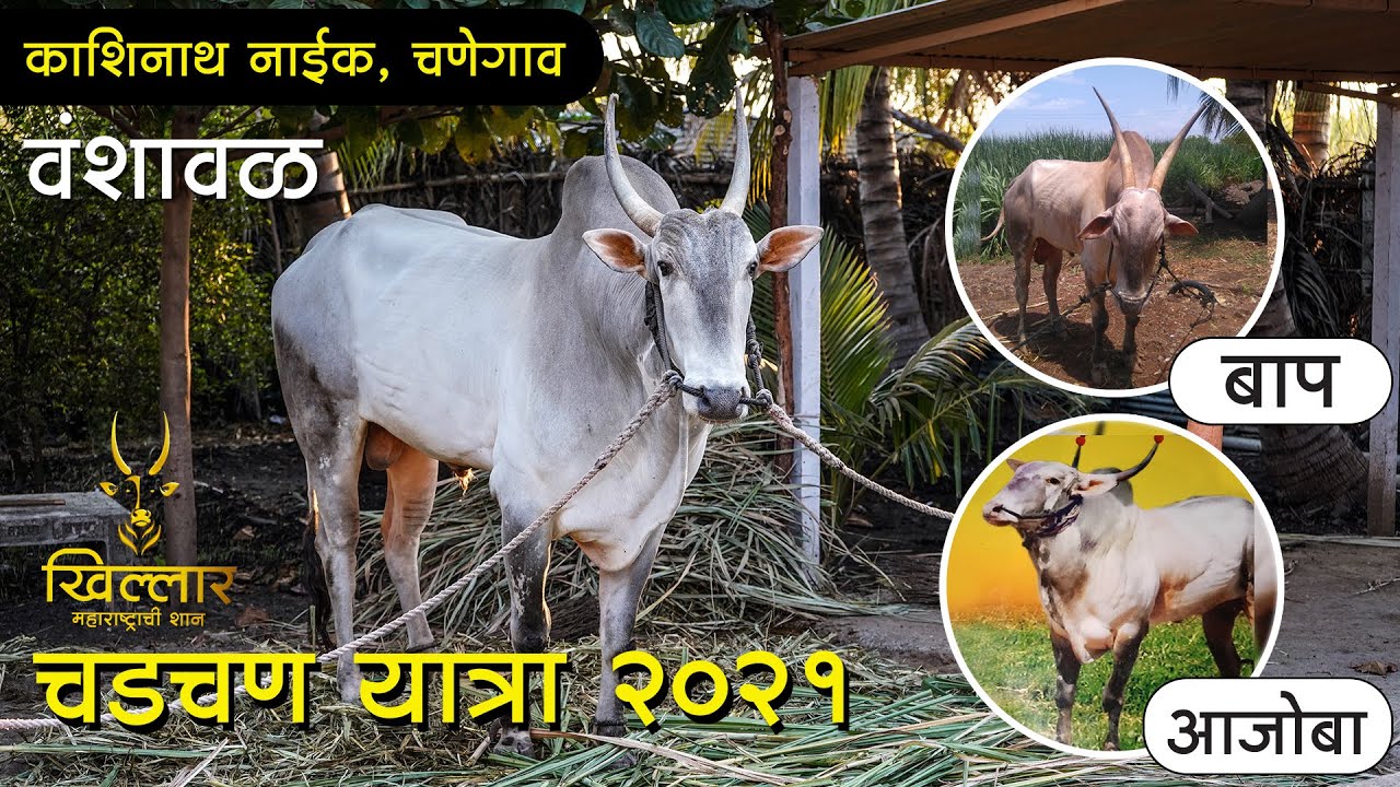 जातिवंत वळू । काशीनाथ नाईक, चणेगाव । चडचण यात्रा २०२१ माहिती ।  Khillar Maharashtrachi Shaan | 2021