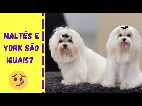 Vídeo: Uso de colírios de alergia em cães