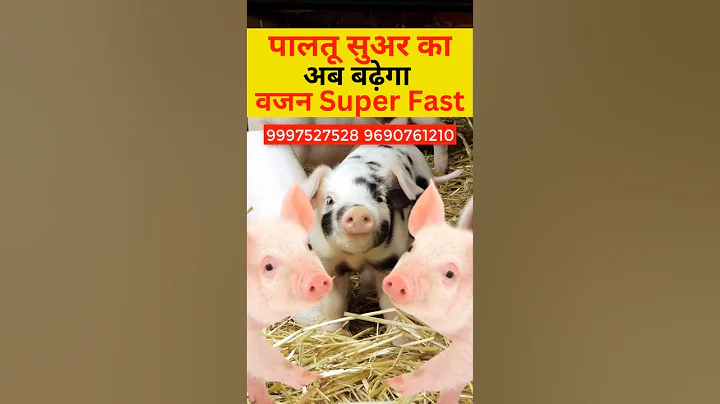 Now the weight of the pig will increase Super Fast Pig Feed near Meerut #pigfeed #farming 9997527528