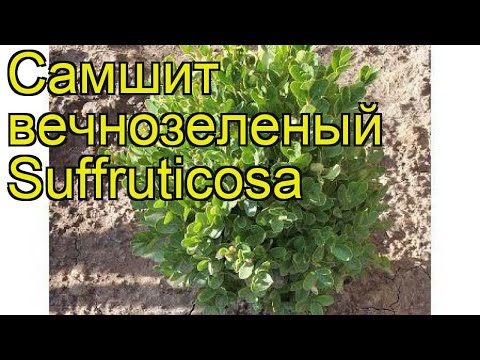 Самшит вечнозеленый Суффрутиcоса. Краткий обзор, описание buxus sempervirens Suffruticosa