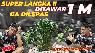 #EPS02 TUMBUHAN | SATU-SATUNYA DI DUNIA !! DITAWAR 1 M GA DILEPAS