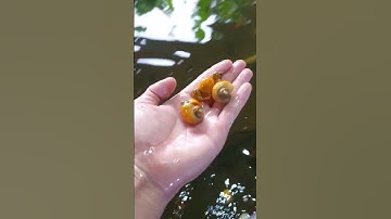 Ốc táo dọn bể có tốt không ?