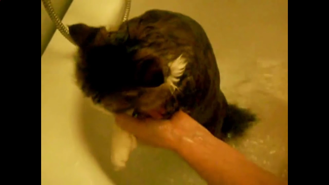 Видео матерится во время. Кот матерится в ванной. Кот ругается матом. Кошка ругает котенка. Купание котов в ванной которые ругаются матом.