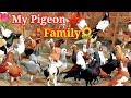 My pigeon family  rashid tabsam pigeon  lkb  pigeon