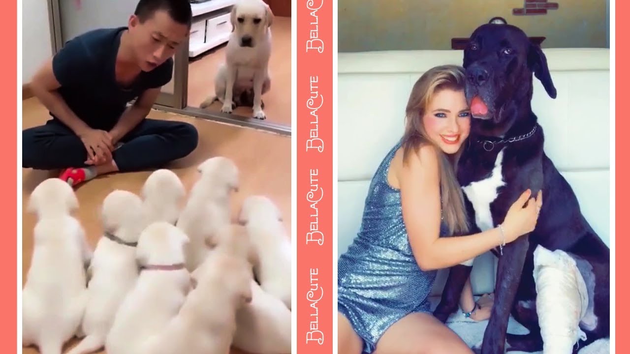 Best Cute Dog Videos 2018 - Funny Dogs Compilation Try Not To Laugh