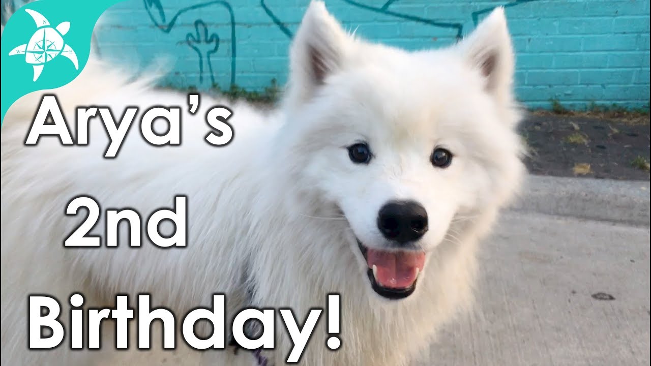 Adorable Samoyed spoiled for her 2nd Birthday!!