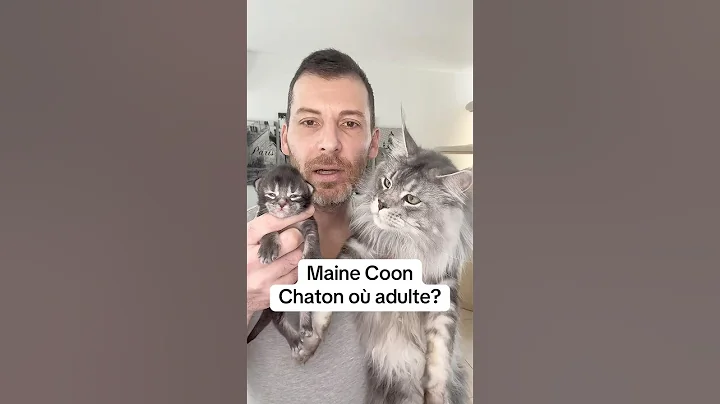 Video 9509241: coon mainecoon kitten cat, mains coon cat mainecoon, cat vs maine coon, chaton maine coon