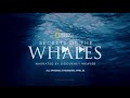 Secret lives of whales dr visser