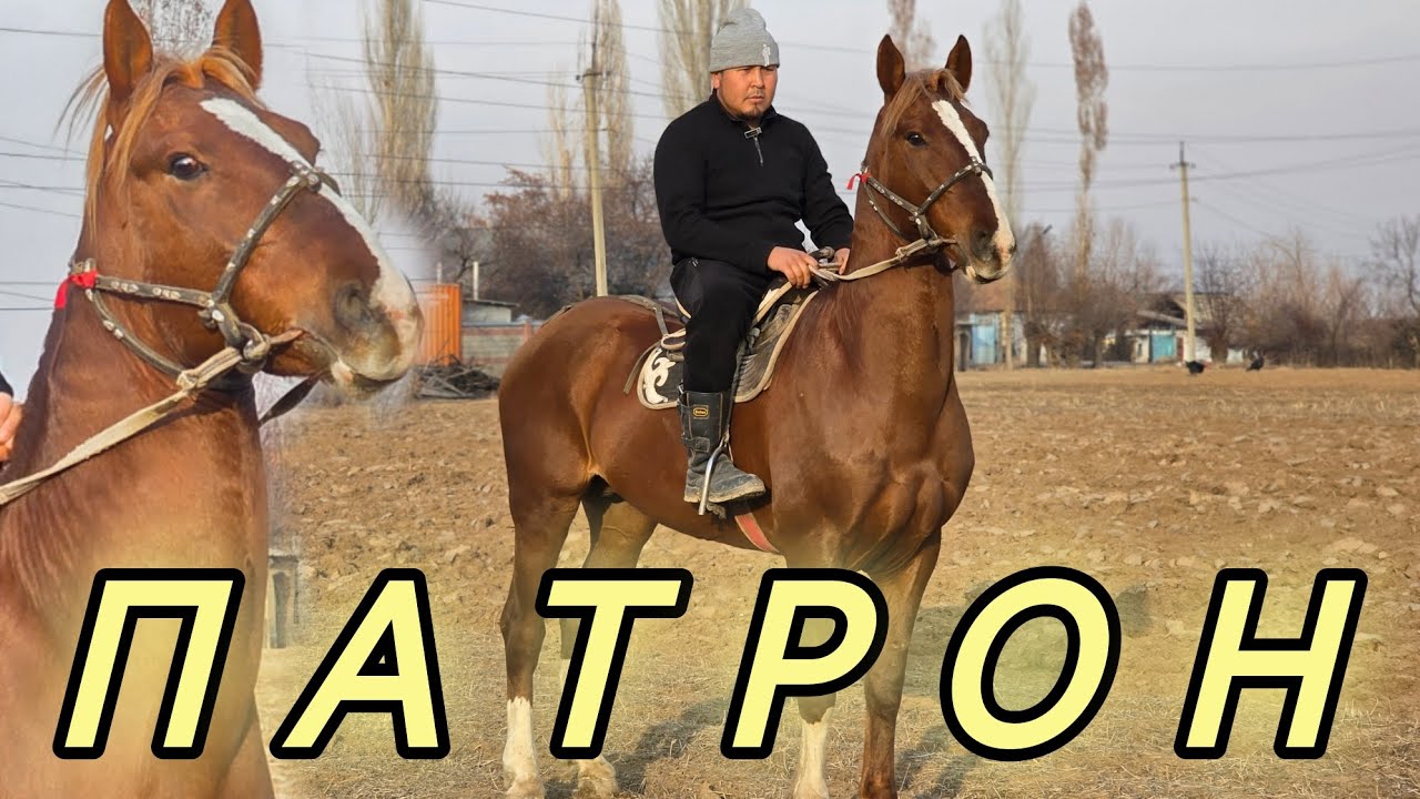 ПАТРОНГО УЛАКЧЫСЫН АЛЫП КЕЛИП ЧАПТЫРСЫН