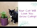 How To Grow Catnip: Your Cat Will Love You!
