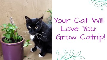 How To Grow Catnip: Your Cat Will Love You!