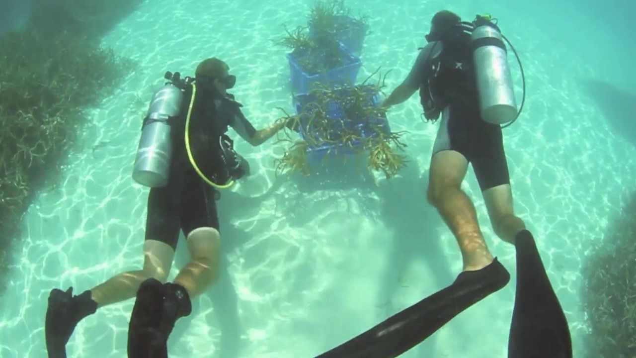 Coral Relocation Program