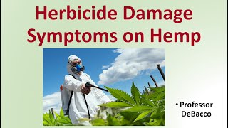 Herbicide Damage Symptoms on Hemp