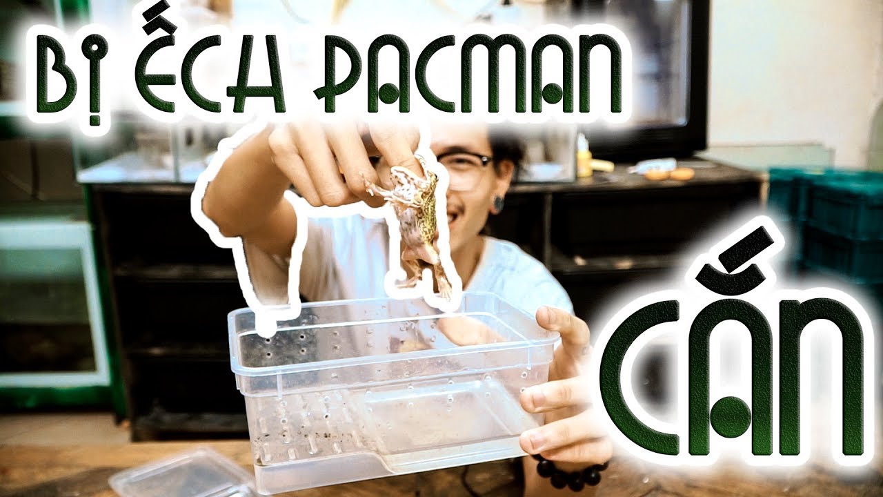 petco hours Wildvn TV bị Ếch Pacman cắn - Pacman frog BITE me | WILDVN TV