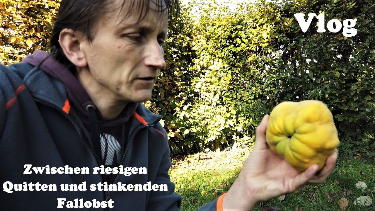 Riesige Quitte stinkendes Fallobst - Der Herbst hat im Garten voll zugeschlagen
