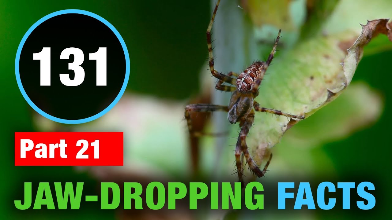 131 Fun Facts | Amazing Random Facts