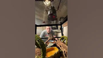 Меняю лампу у Мадагаскарских тараканов