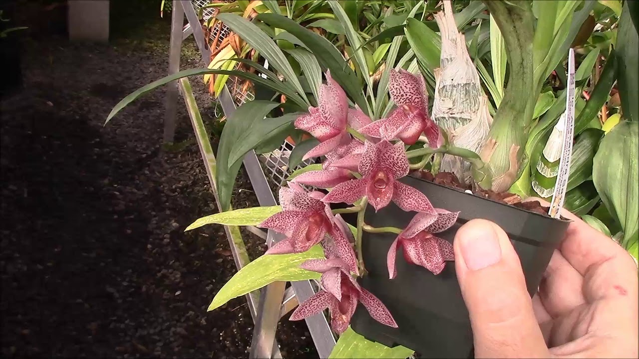 September 2019 Greenhouose Tour