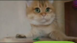 Британские золотые шиншиллы!!Удивительный мир кошек!!Cattery Galeksy!! Британские золотые шиншиллы!!Удивительный мир кошек!!Cattery Galeksy!!