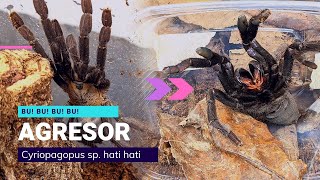 Download Lagu Agresivní sklípkan C. hati hati a malá Poecka MP3