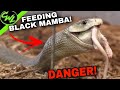 FEEDING VENOMOUS SNAKE COLLECTION!!!