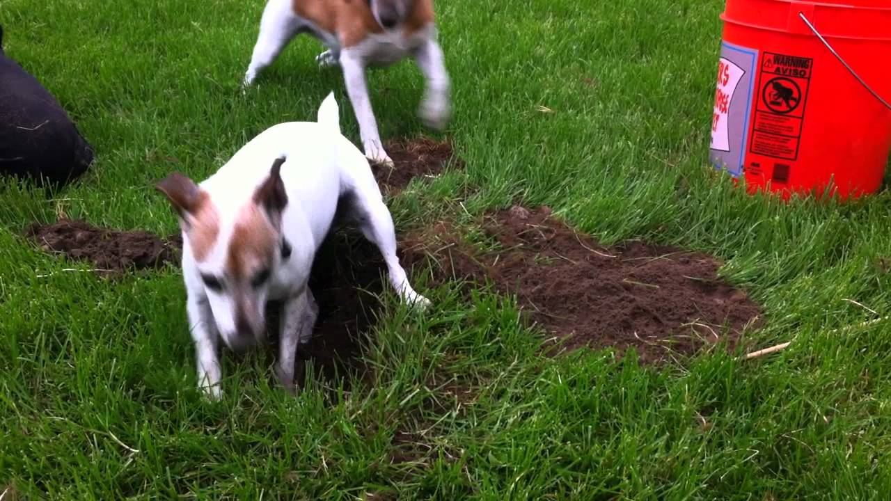 jack russell rat hunting