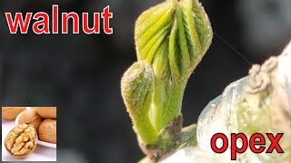 walnut grafting in spring // walnut grafting