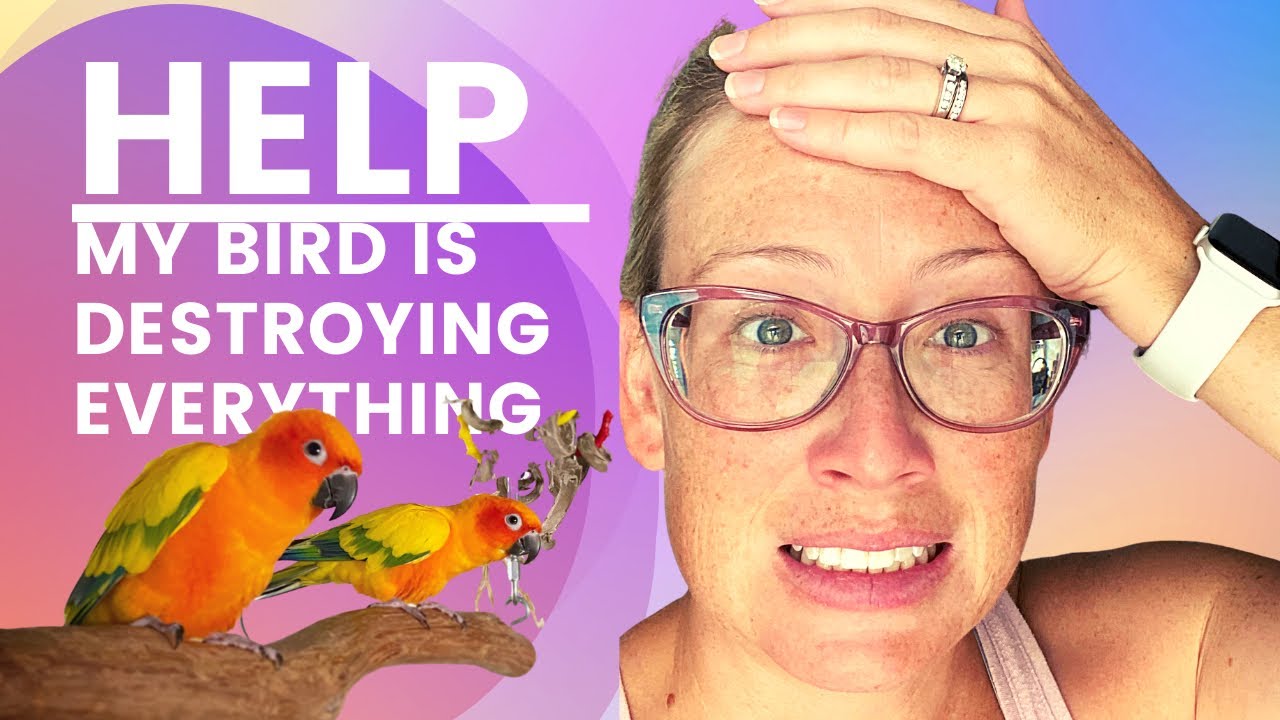 MY BIRDS DESTROY EVERYTHING | HOW TO STOP IT - YouTube