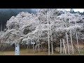 『四季の歌』芹洋子 満開の日本三大桜淡墨桜へ誘い