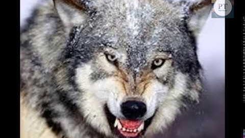 Tiếng kêu của con Chó Sói | The sound and picture of the Wolf | sound and picture of Wolf