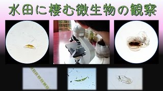 水田に棲む微生物を顕微鏡で観察する