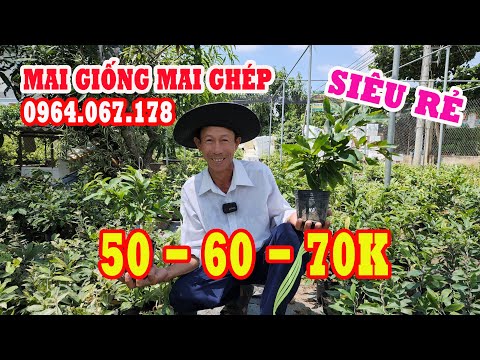 Video ???? Anh HẢI 0964067178 GL MAI GIỐNG MAI GHÉP 50 -... - youtube