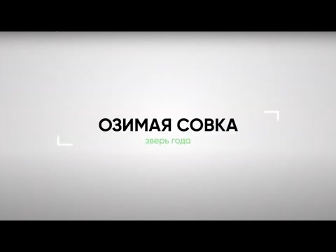 ОЛЬГА ВОБЛОВА. Озимая совка: зверь №1