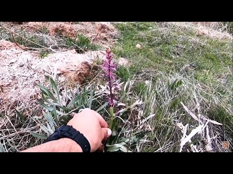 Yabani Orkide, Çebiş Etinden Kavurma, Sahlep Çiçeği, Turkey Nature, Orchis Mascula, Turkish Cuisine