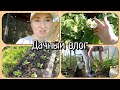 Дачный влог 9 июня 2022 Клубника 🍓 цветёт Мульчирую томаты в теплице 🍅