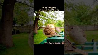 House Sparrows and European Starling