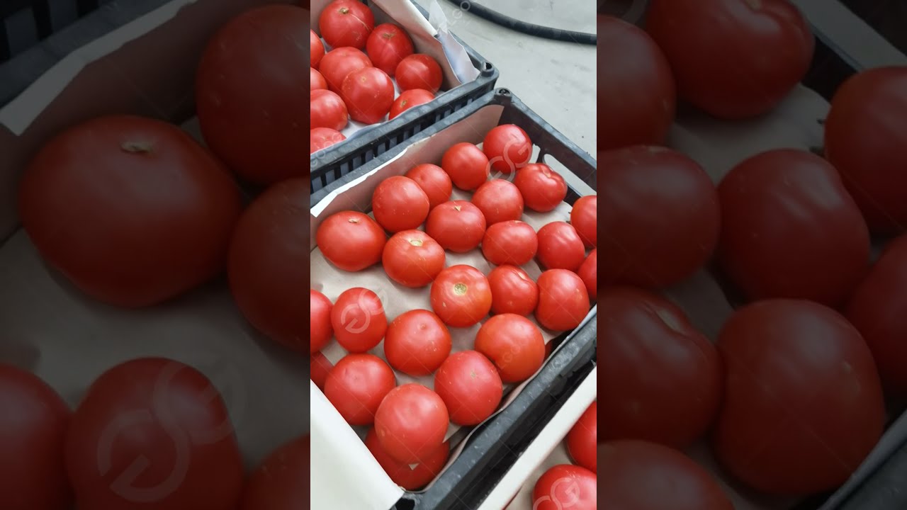 Tomato Washing Drying Machine Line