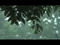 Rainstorm Sounds for Relaxing, Focus or Deep Sleep | Nature White Noise | 8 Hour Video