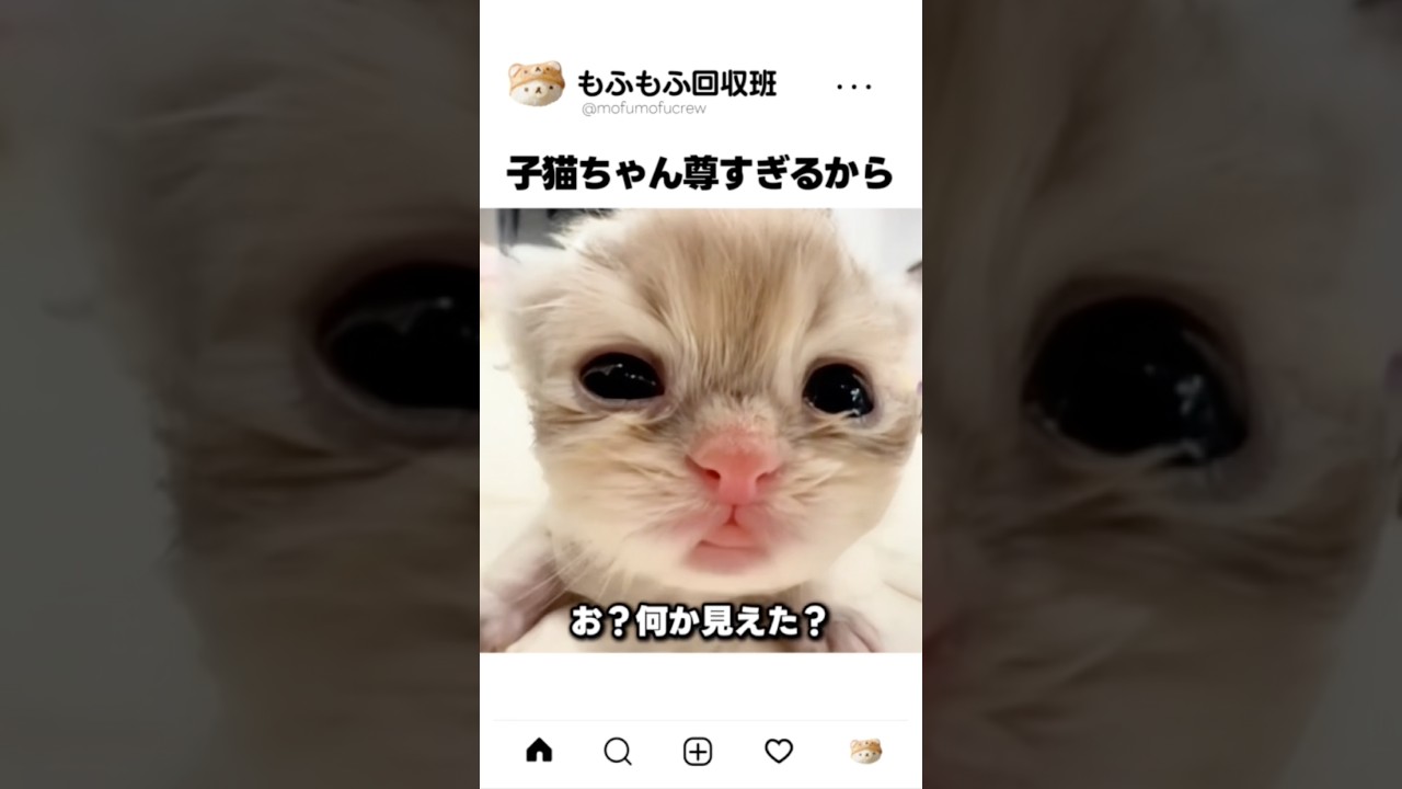 生後数日の子猫ちゃん、目もろくに開いてないのに見てたら時間溶けた件