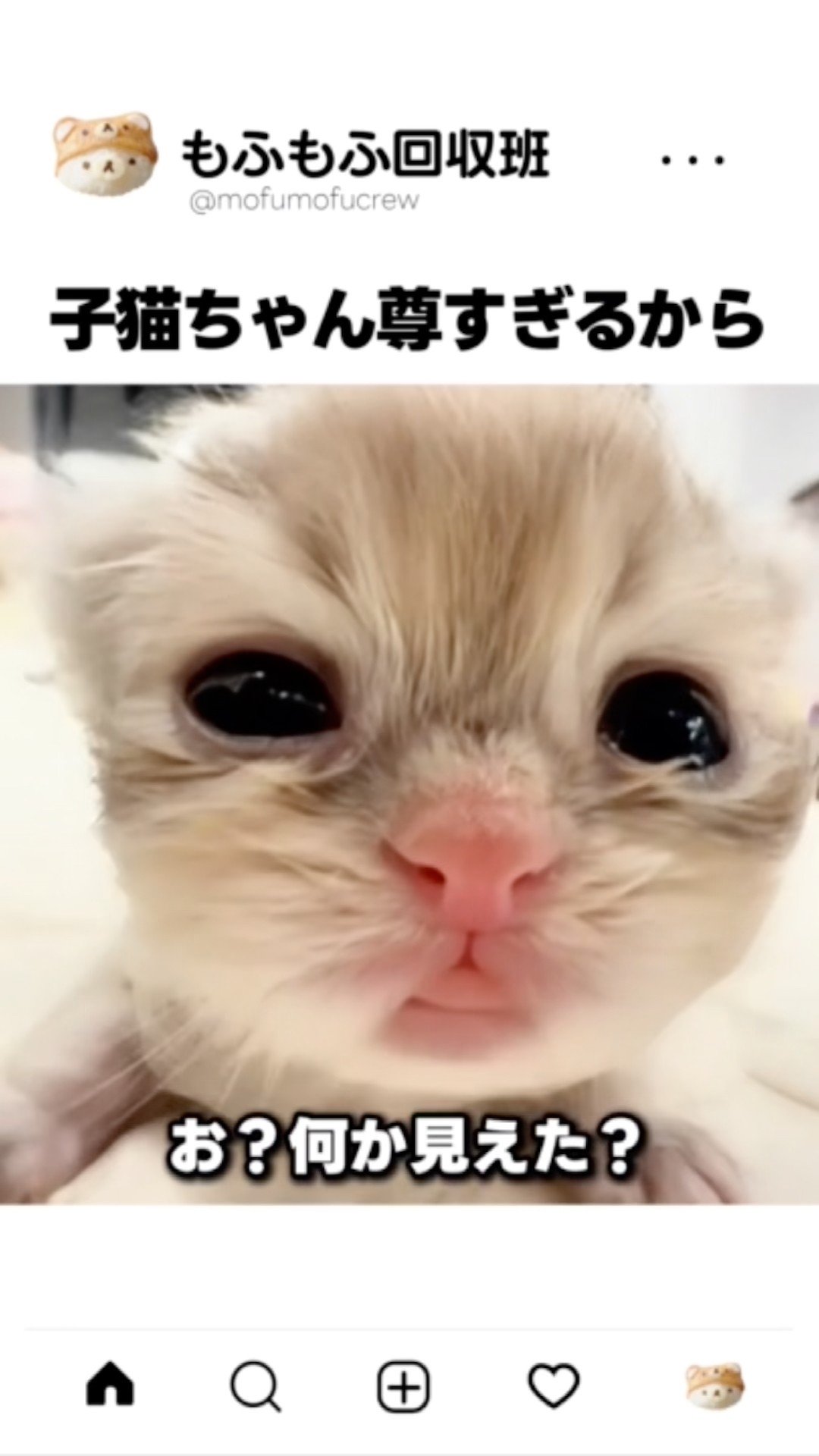 生後数日の子猫ちゃん、目もろくに開いてないのに見てたら時間溶けた件