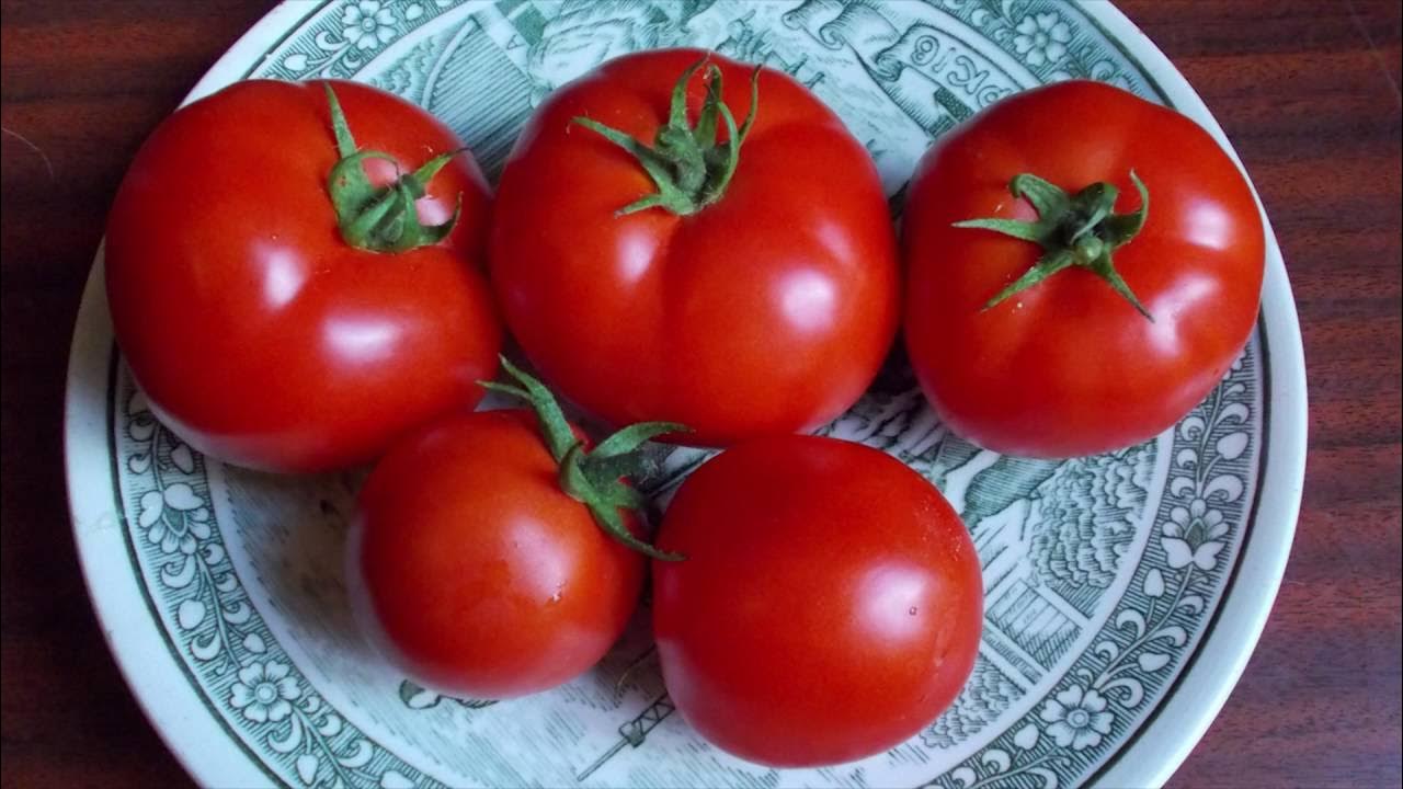 Как отличить помидоры. Томат Марс f1. Томат сверхранний 1105. Сорт томата Москвич. Томат Митридат.