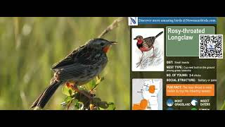 Rosy-Throated Longclaw